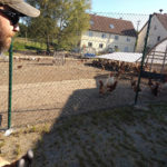 Tim Hills with a chicken